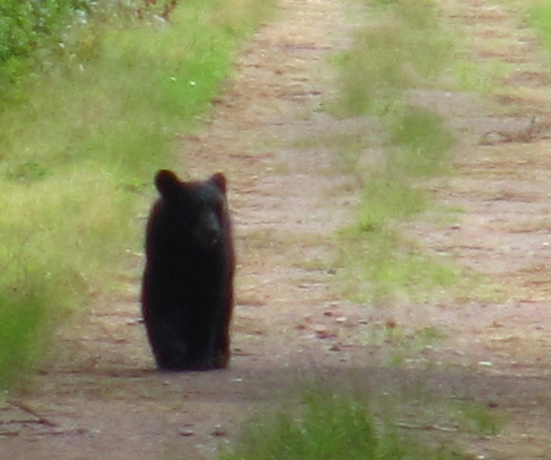 Black Bear on the NB Trail