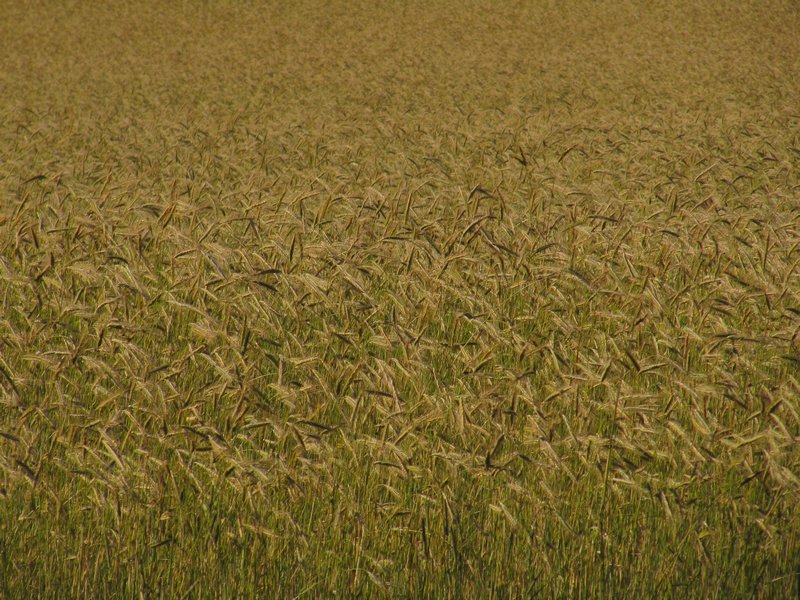 Wheat as High as a Scarecrow's Eye