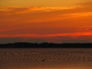 Mussel Farms, St. Peters PEI