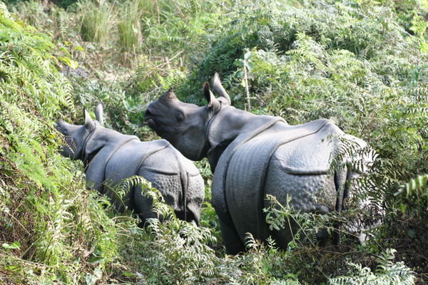 Rhinos at Dudhwa