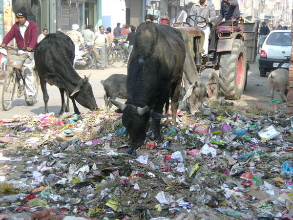 scavengers taking care of waste