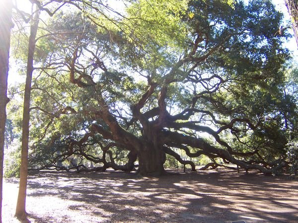 Beautiful Angel Oak