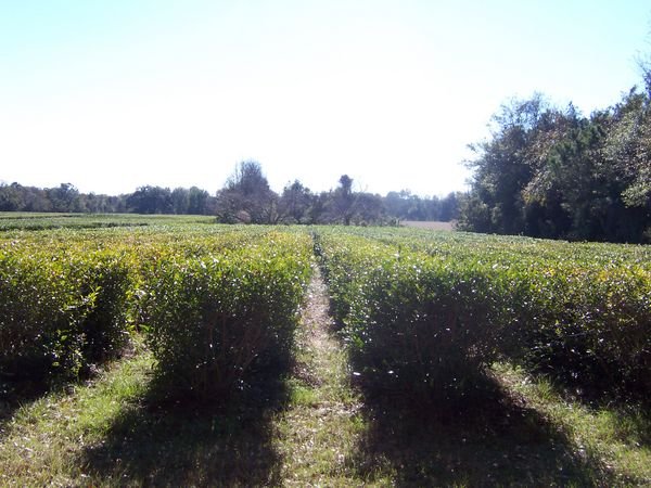 Charleston Tea Plantation