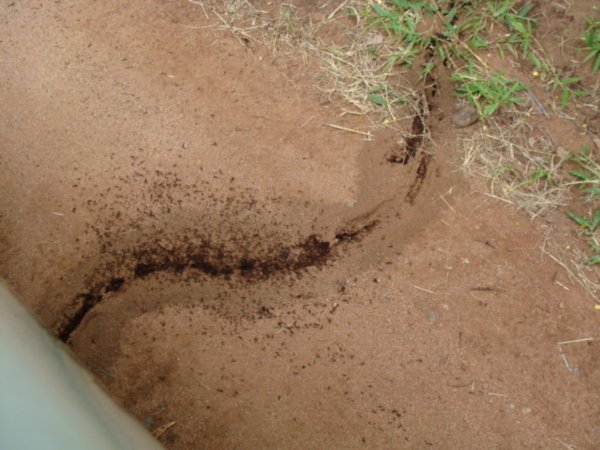 Some More Fire Ants