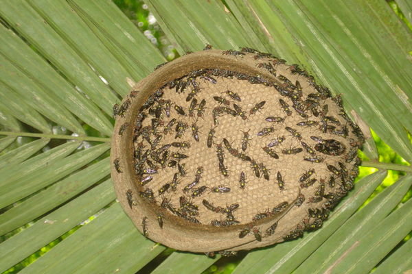 A small wasps nest on a palm leaf