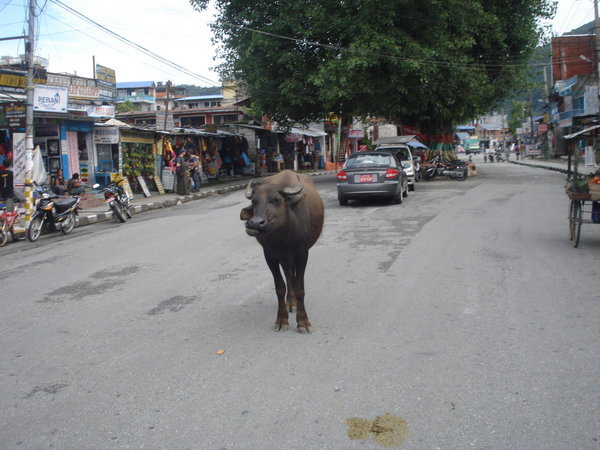 Water Bufflo just chilling on the street.