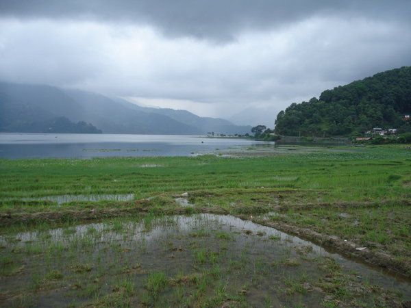 Rice fields on the lake shore