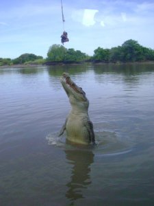 Spectacular jumping croc show!