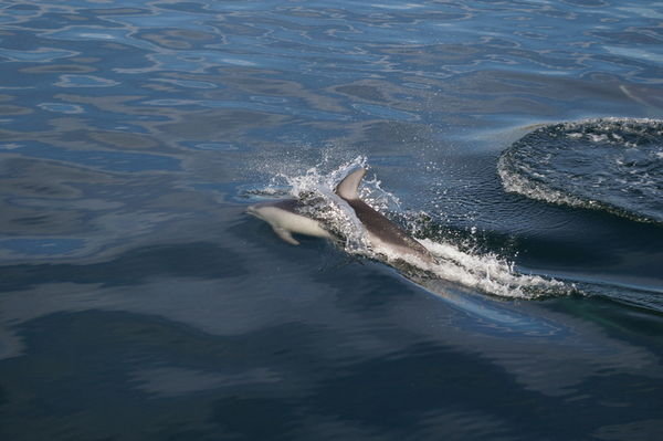 dolphin bow riding