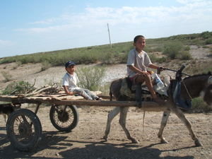 Donkey cart 240508