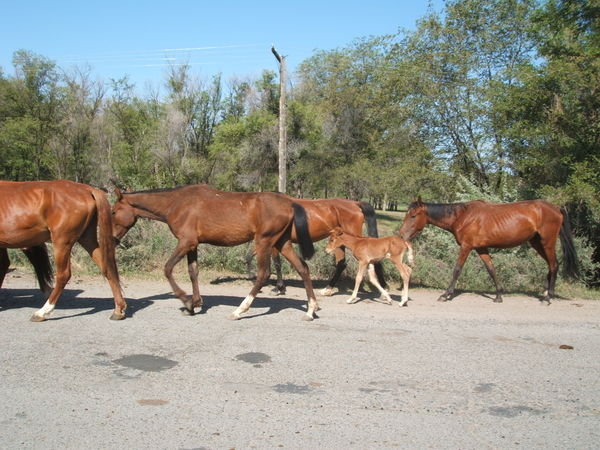 Horses 020608