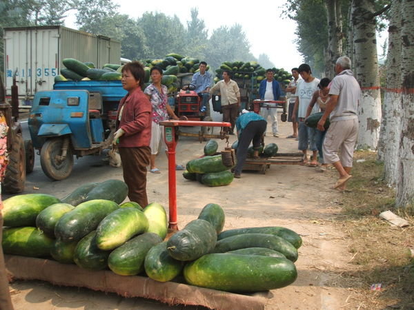 Weighing watermelons 240708