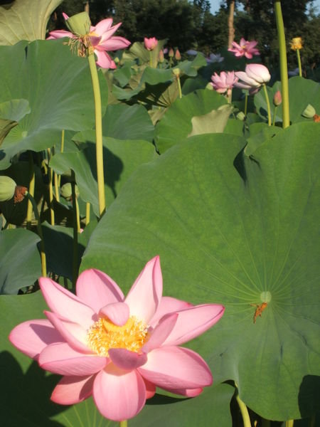 Lotus blossoms 020808