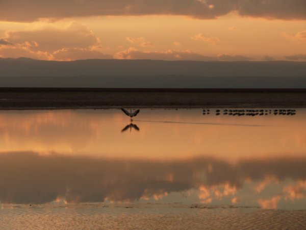 Flamingo at sunset