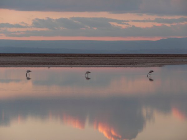 3 flamingoes at sunset