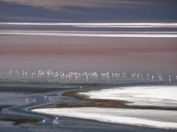 Flamingoes in the pink lagoon