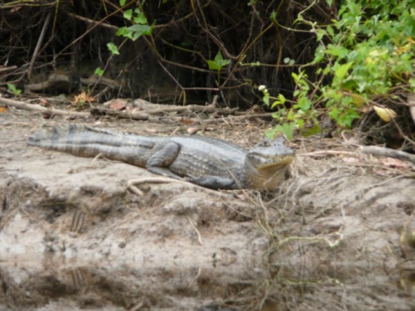 Another Caiman