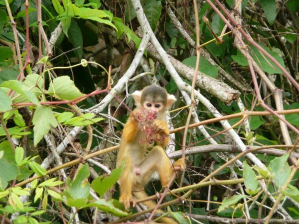 Cute Squirrel Monkey