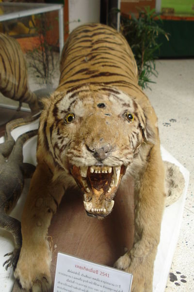 Deadly Tiger | Photo