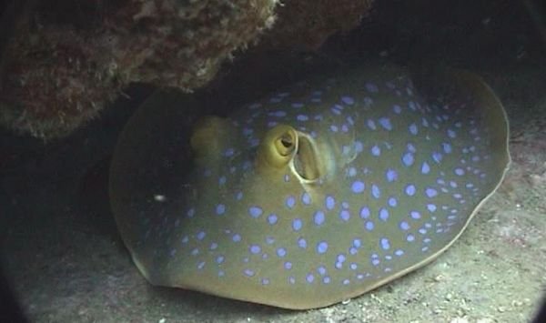 Blue Spotted Ray