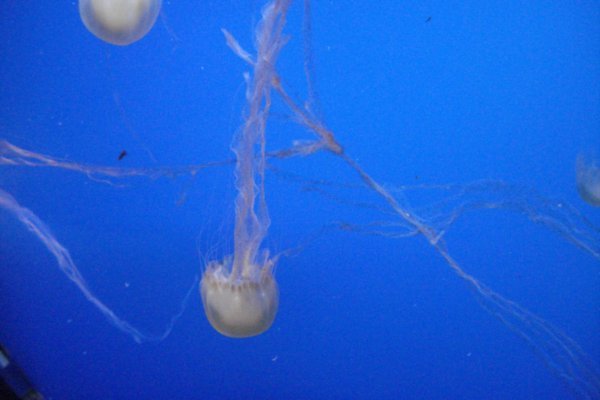 Jelly Fish at Underwater World