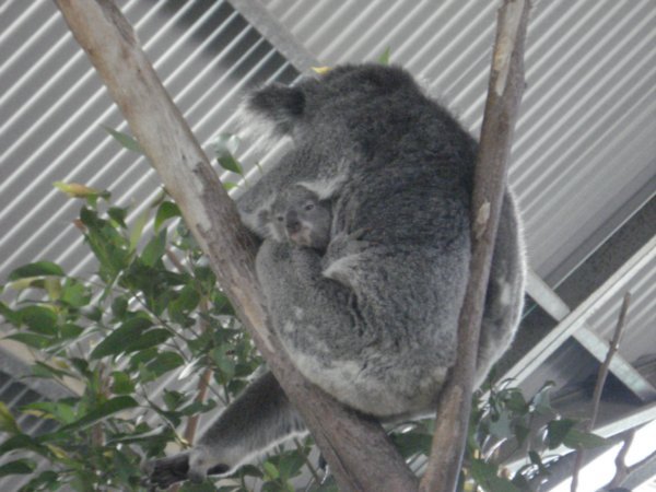 Billabong Koala Centre