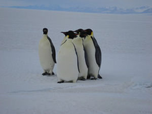 Critters in Antarctica.