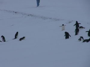 Critters in Antarctica