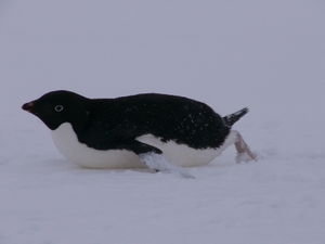 Critters in Antarctica