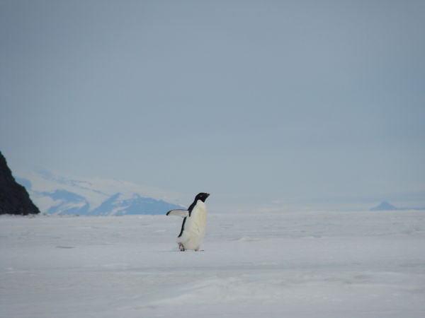 A visitor from across the ice.