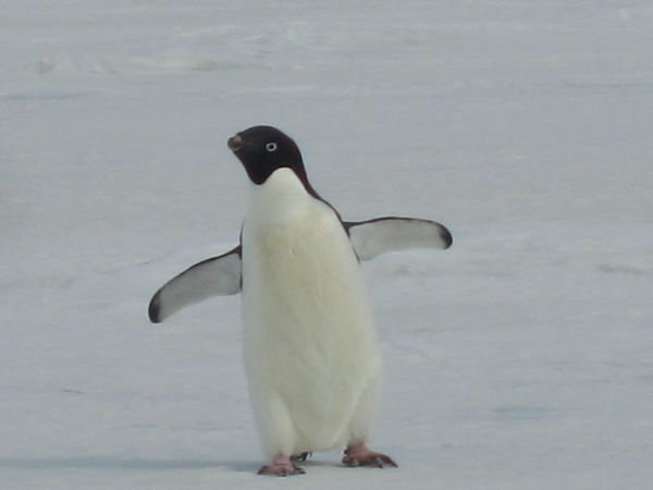 Adelia Penguin