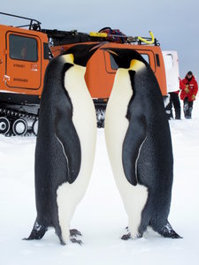 Antarctica 2009 - 2010 Season