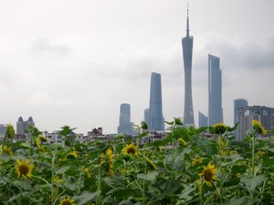 Exploring Guangzhou - Summer 2016