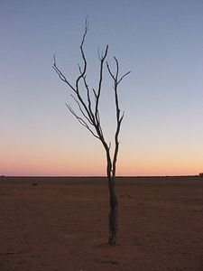 Lone tree in an Outback sunset