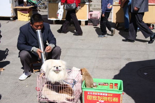 Dog seller smoking Yunnan bong