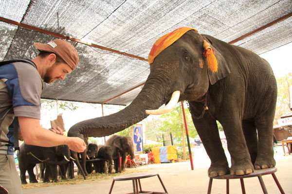 elephant feeding!