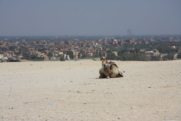 Lone camel surveys Cairo from a distance