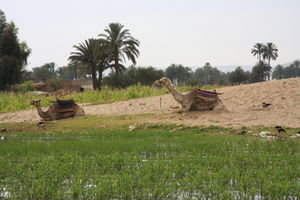 Nile camels