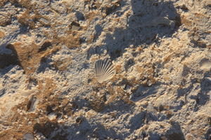Fossil bed in the desert