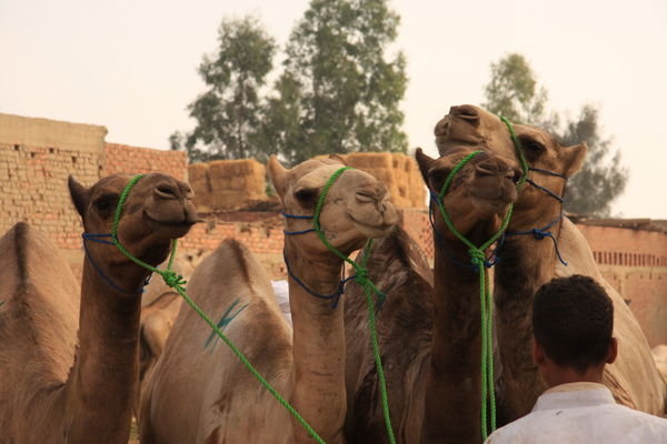 Camels at Birqash