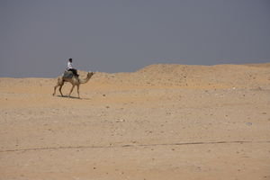 Cop on a camel