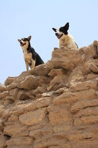 Dogs of Saqarra