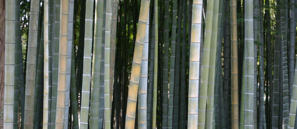 I Love Bamboo
