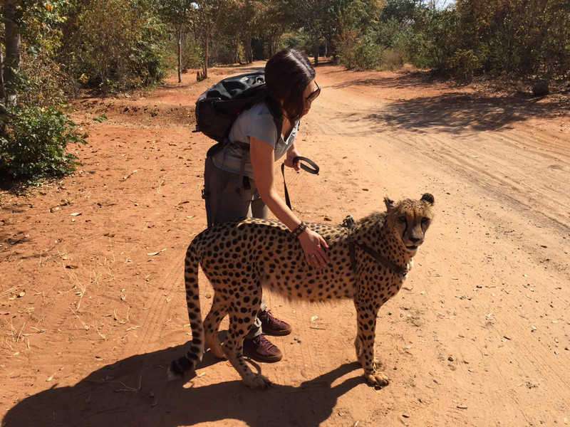 Encounter with Cheetahs IV