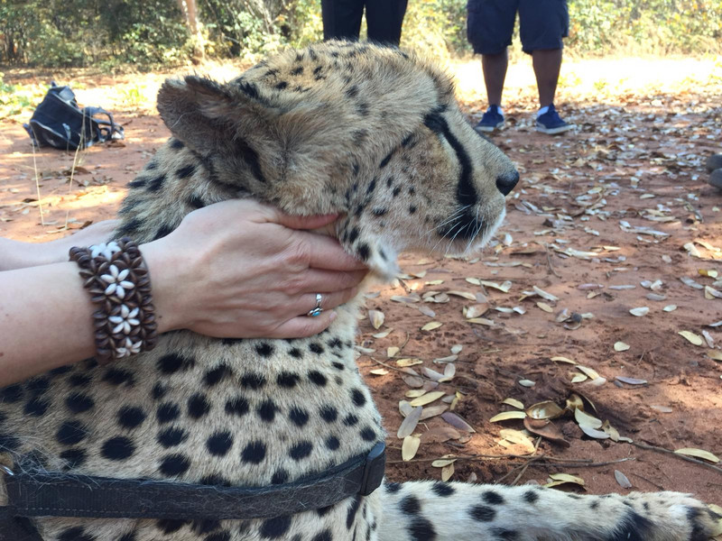 Encounter with Cheetahs II