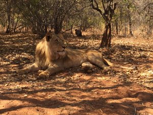 Encounter with Lions I