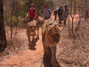 Encounter with Lions V