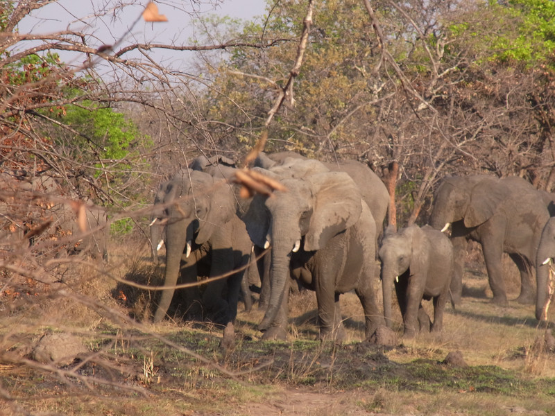 Elephants II
