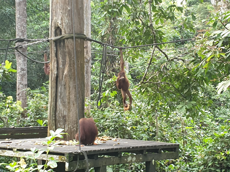 Sepilok Orangutan Rehabilitation Centre X