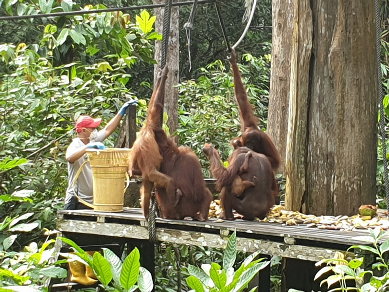 Sepilok Orangutan Rehabilitation Centre XI